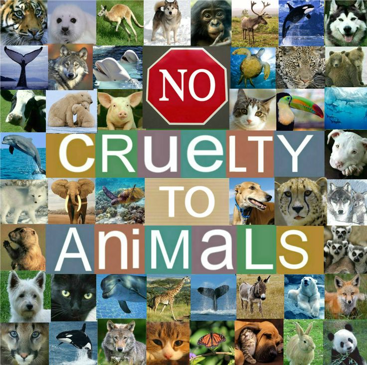 56627076ca4338ff8a885536df9e19b3--stop-animal-cruelty-animal-quotes – CD2  Action
